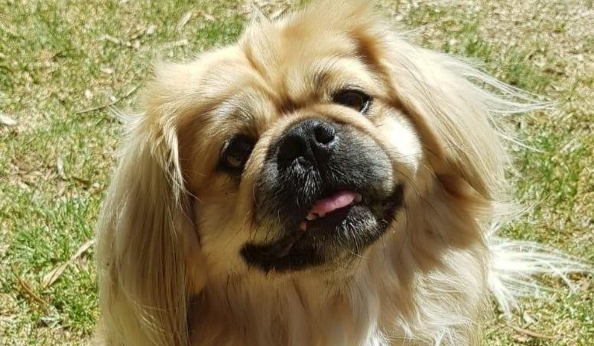 Pekingese 