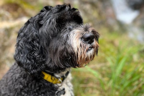 Reilly, the Portuguese water dog