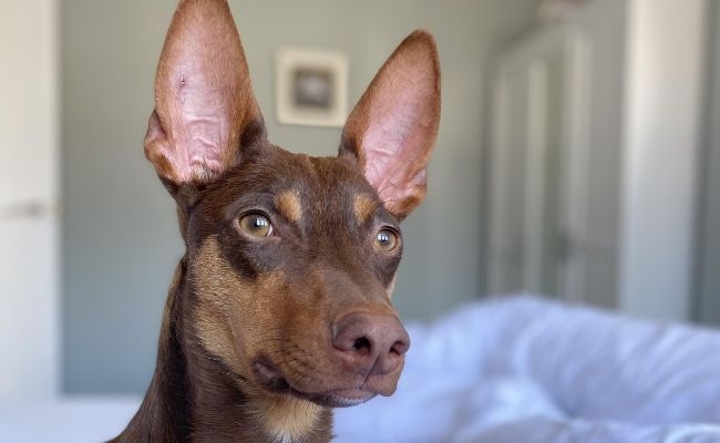 Nacho, the Podenco Canario