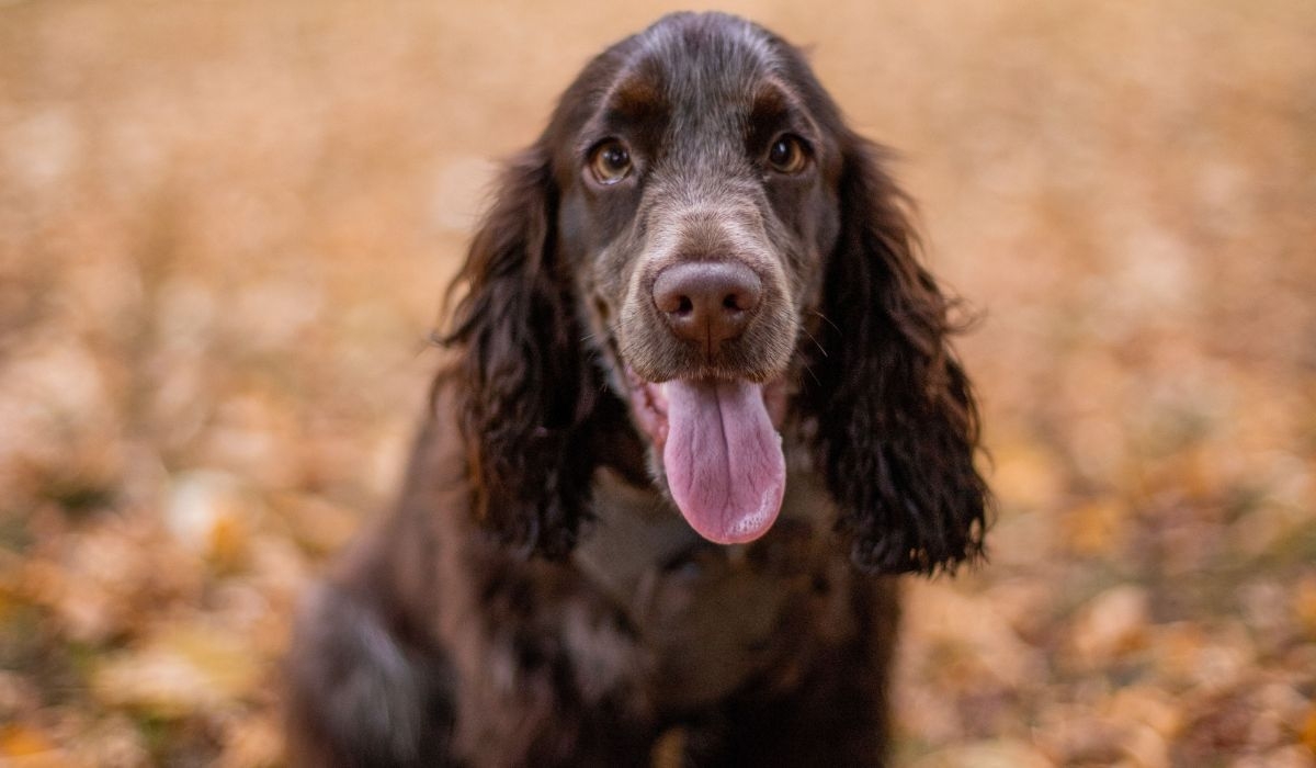 Cocker Spaniel