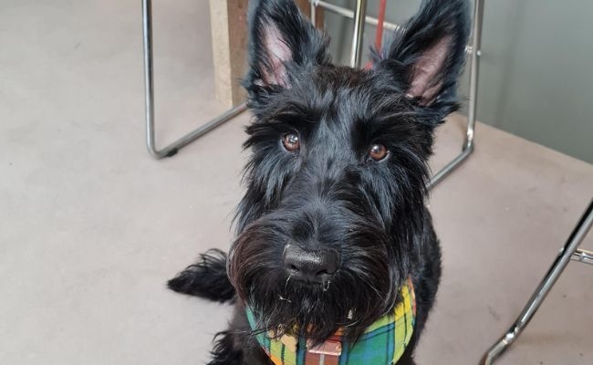 Angus, the Scottish Terrier