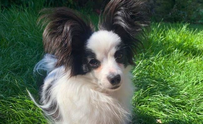 Badger, the Papillon