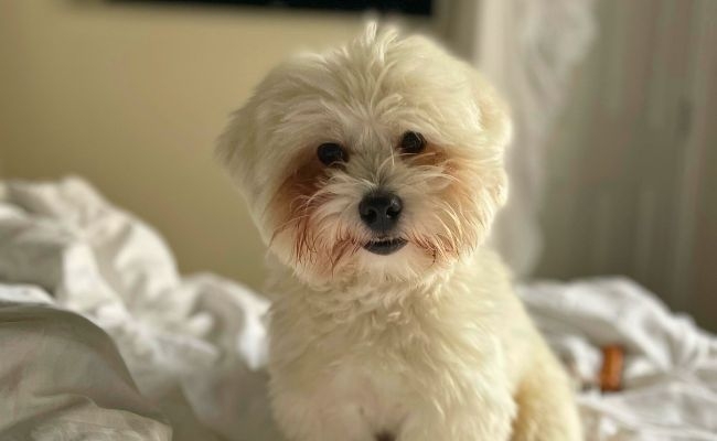 Doggy member Indie, the Coton de Tuléar sitting on their humans bed after a long morning nap