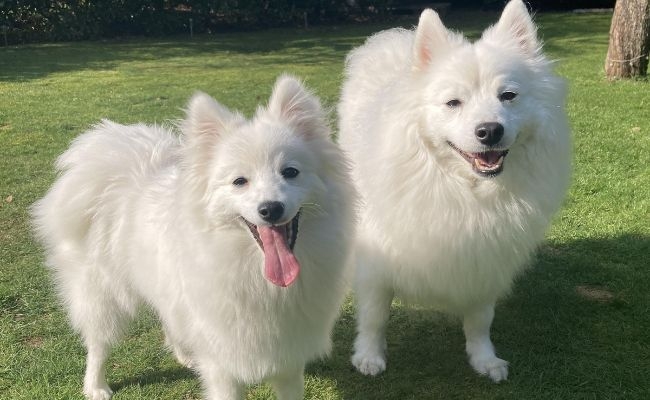 Casper and Suki, Japanese Spitz