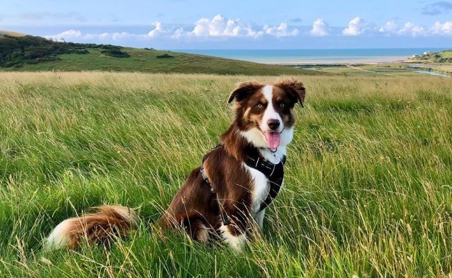 Jasper, the Border Collie