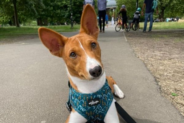 Fenix, the Basenji