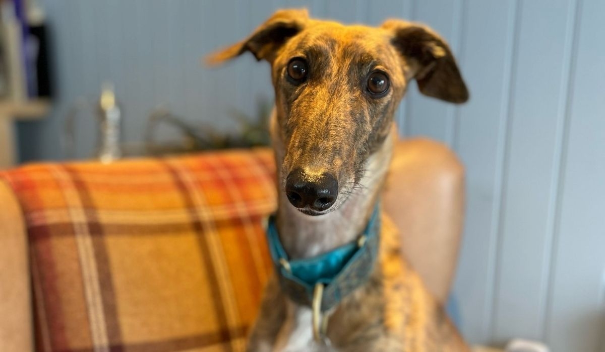 A lovely greyhound sits on an orange tartan arm chair