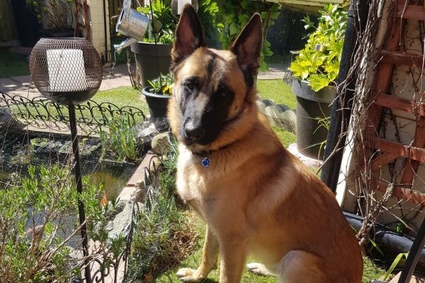 Tiberius the German Shepherd Dog sitting in a very busy garden