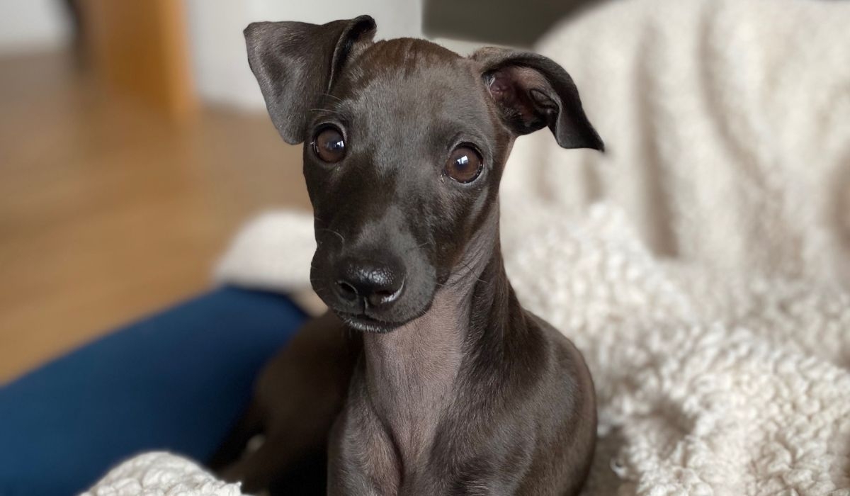 A small, slender, short-haired, grey dog with affectionate, hazel-green eyes lying in a cosy bed, looks at the camera