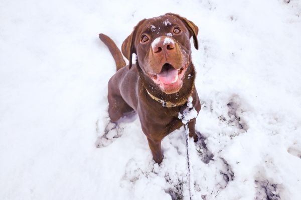 Groot, the Labrador Retriever