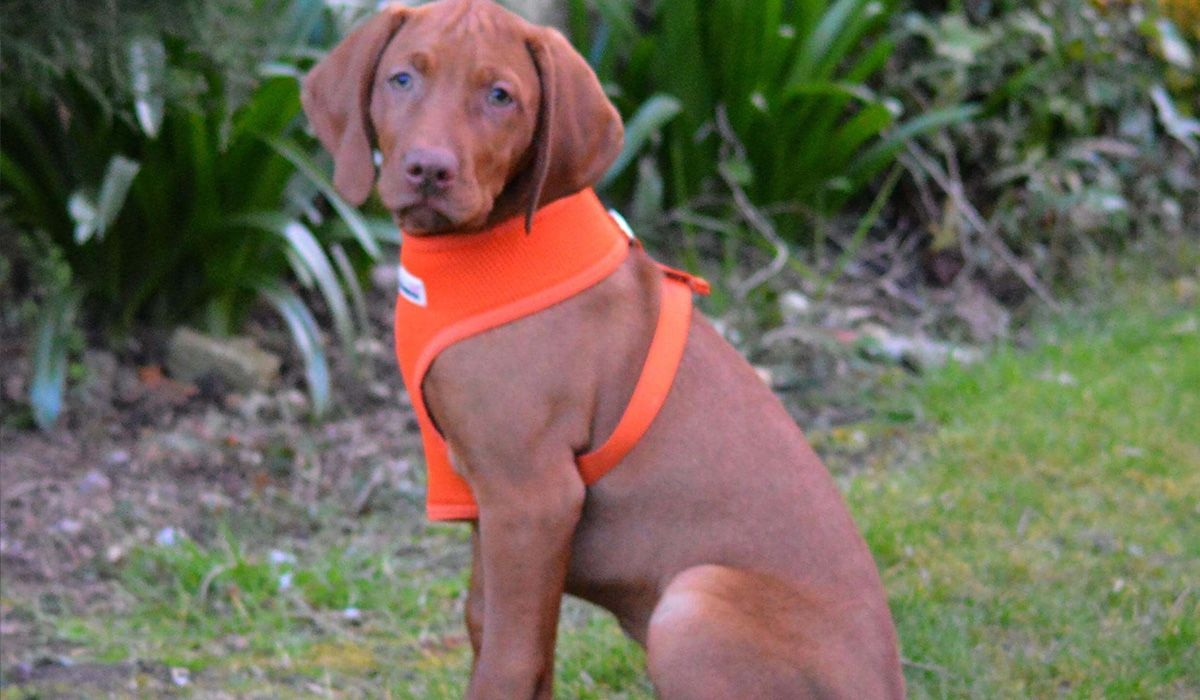 A beautiful red coated dog sits in a garden.