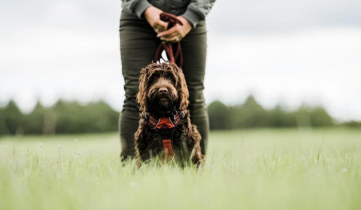 A chocolate brown, fluffy dog sits directly in front of it's owner in an open field with long, green grass.