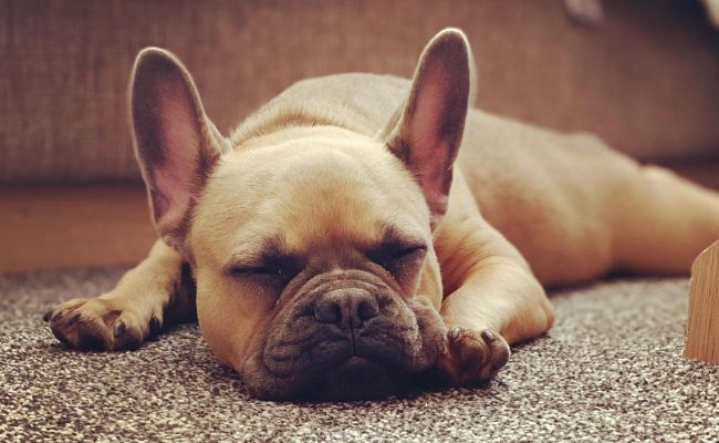 Doggy member Blake, the French Bulldog snoozing on the floor with his front and back legs sprawled out