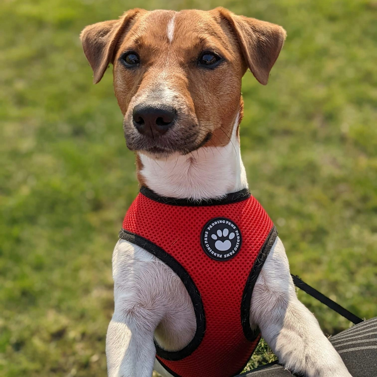 Abbey, the Jack Russell, sporting a fetching red PaddingPaws dog harness