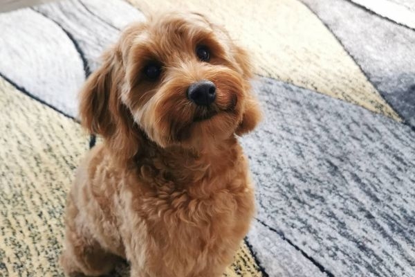 Willow the Cockapoo sitting pretty and looking super smart after a trip to the groomers