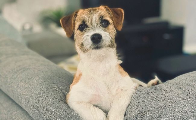 Bailey, the Jack Russell Terrier