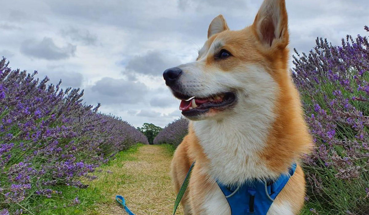 A happy Corgi is enjoying a walk through a well maintained path in a field of purple flowers.