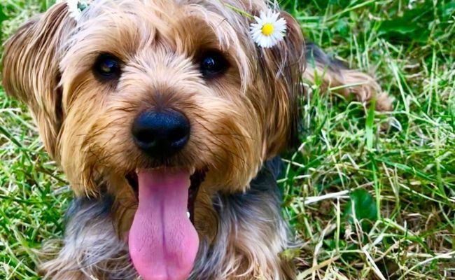 Teddy, the Yorkshire Terrier