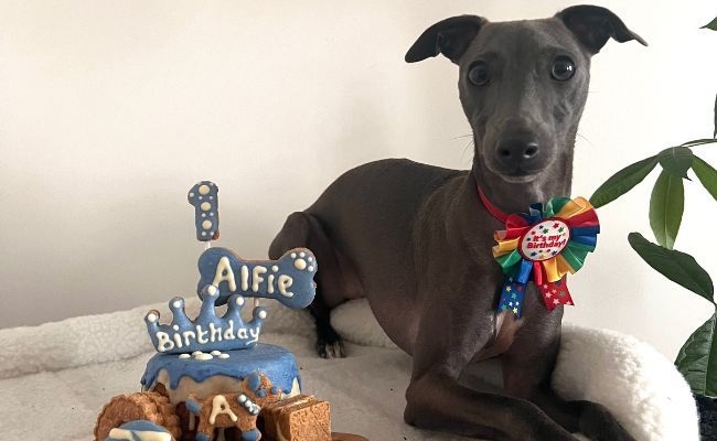 Alfie, the Italian Greyhound