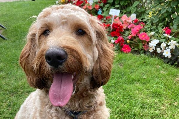 Kai the Cockapoo egg-cited to start the easter egg hunt!