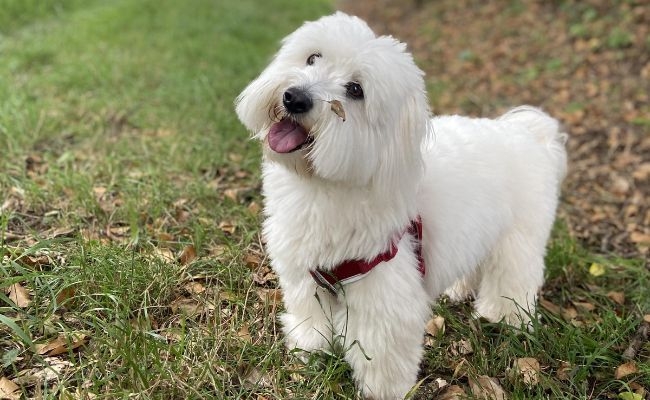 Jenson, the Coton de Tulear