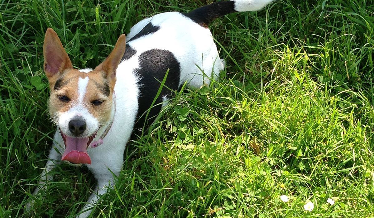 Tinkey lies in grass with her tongue out looking tired and happy after a game of fetch