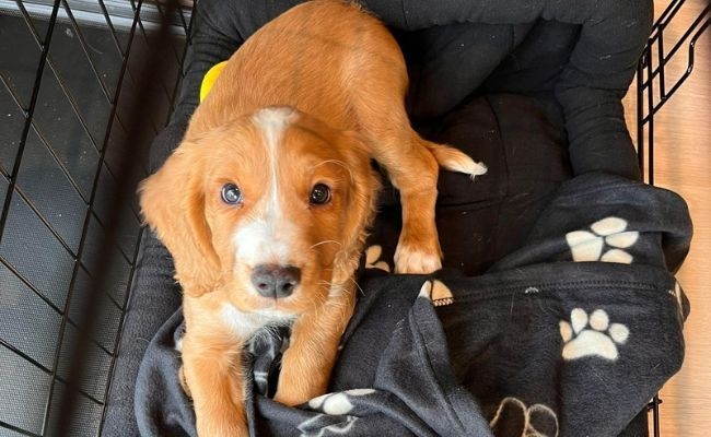 Sherlock, the Cocker Spaniel on a blanket in his crate