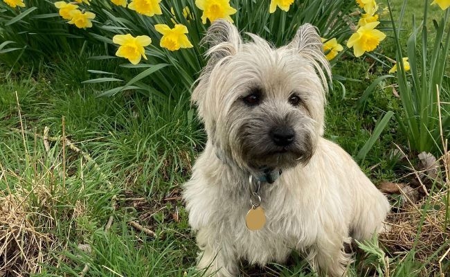 Scooby Doo, the Cairn Terrier