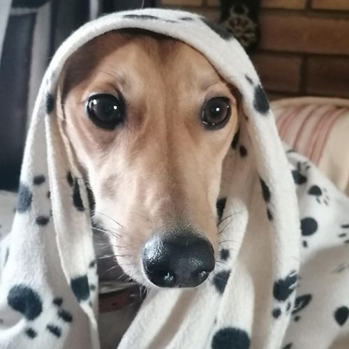 Whippet snuggled under a paw blanket