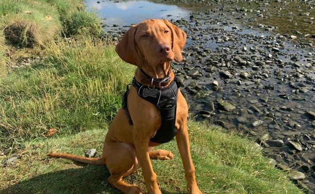 Roy, the Hungarian Vizsla enjoying a long walk along the canal