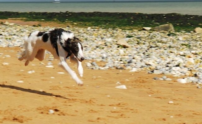 Be, the Borzoi