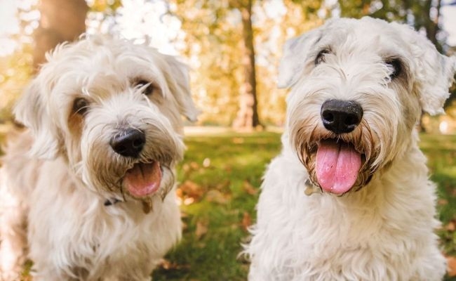 Doggy members Rolo and Monty, the Sealyham Terriers at the woodland park in a shady spot with the sun beaming through the trees in the background