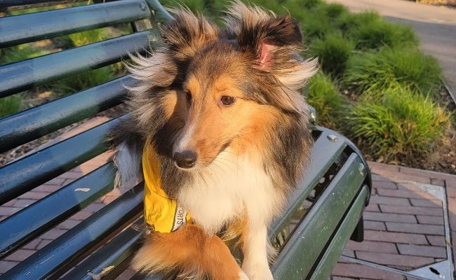 Alina, the Shetland Sheepdog