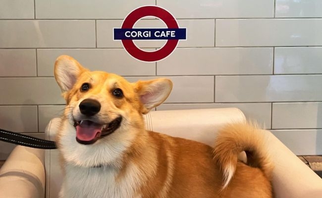 Socrates, the Pembroke Welsh Corgi, at the Corgi Cafe