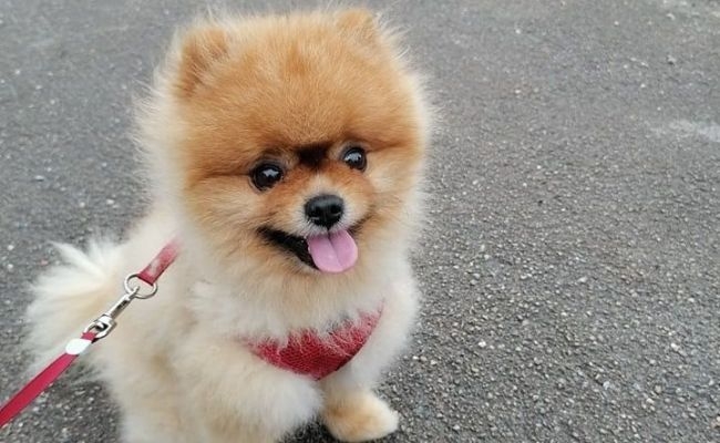 Luffy, the Pomeranian