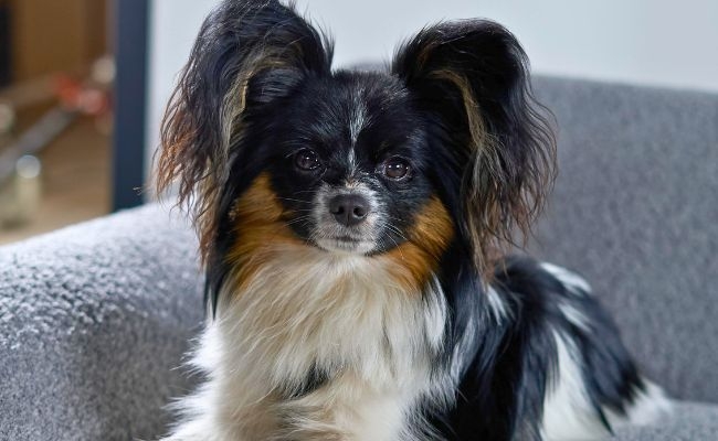 Nancy, the Papillon