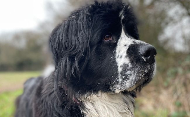 Joni, the Newfoundland