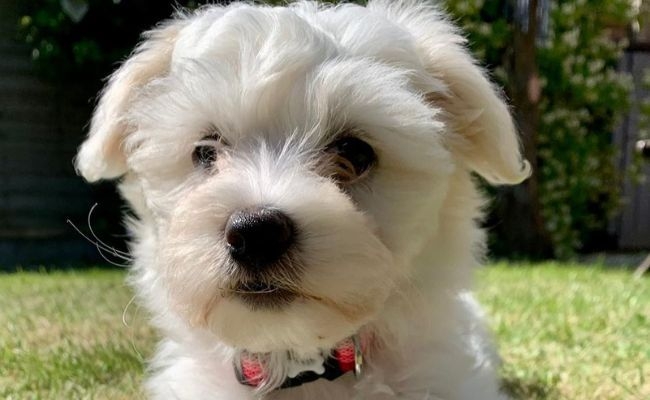 Kaisy, the Maltese