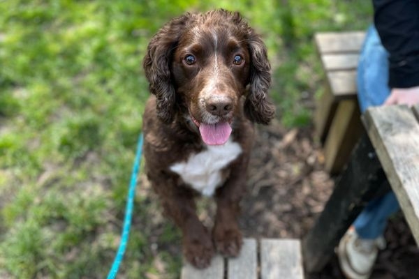 Freddie the Sprocker standing on his back legs with his front paws resting on the picnic bench, eagerly hoping for some food