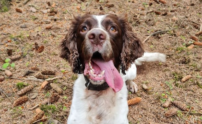 Ronnie, the Springer Spaniel