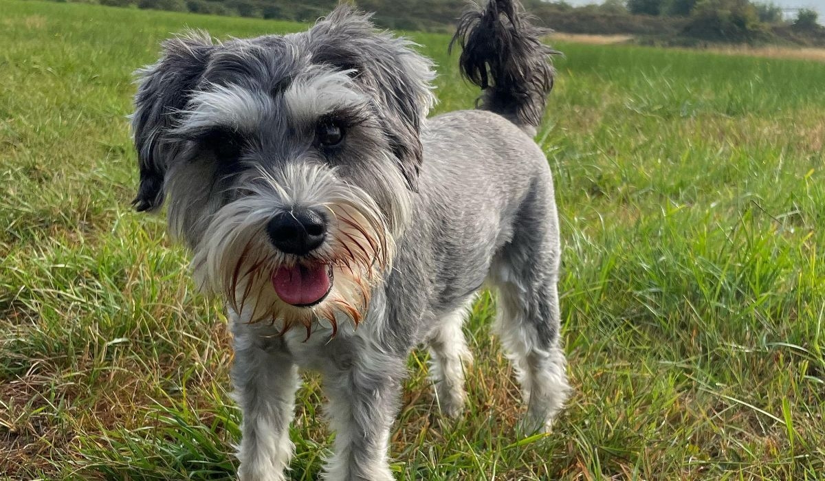 A lovely miniature schnauzer looking at the camera