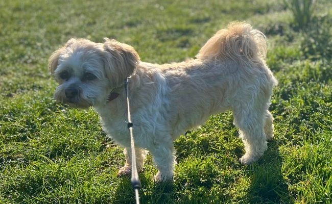 Doggy member Belle, the Lhasa Apso enjoying her morning walkies