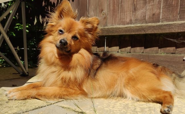 Mylo, the Klein German Spitz