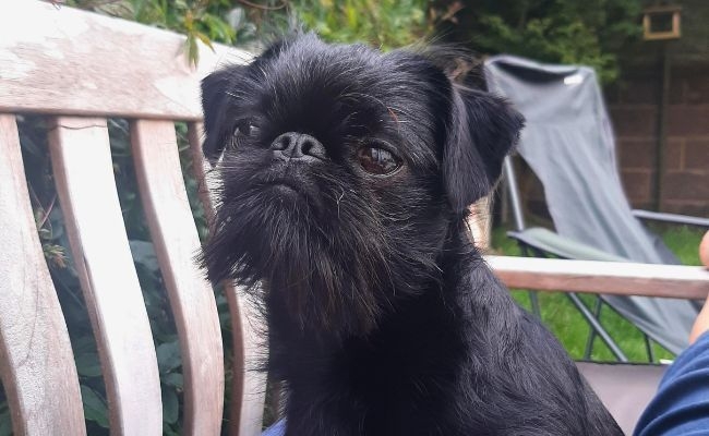 Dotty, the Brussels Griffon