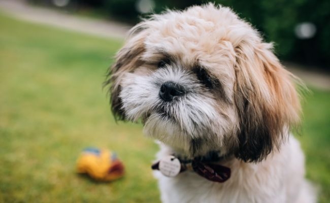 Samson, the Shih Tzu