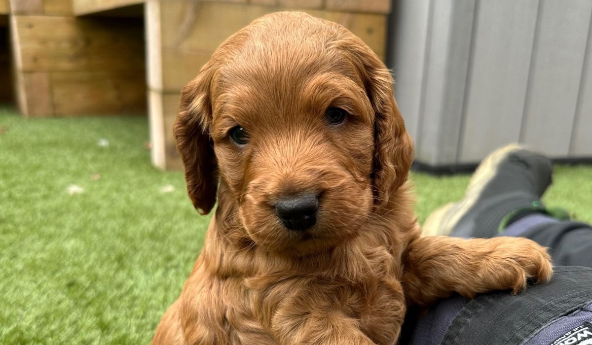 A small, brown puppy practicing their puppy dog eyes, hoping for another game of tug with their toy sausages!