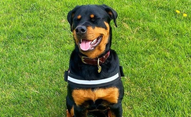 Bailey, the Rottweiler