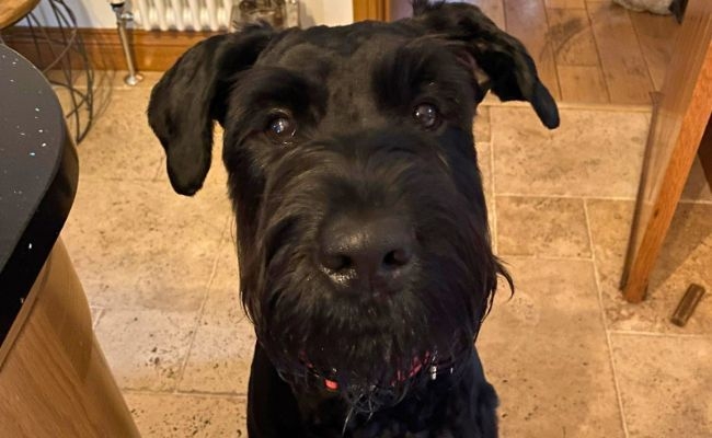 Milo, the Giant Schnauzer