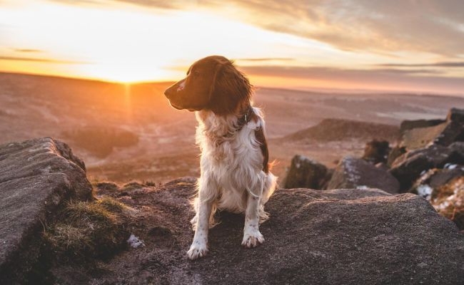 Red, the Welsh Springer Spaniel