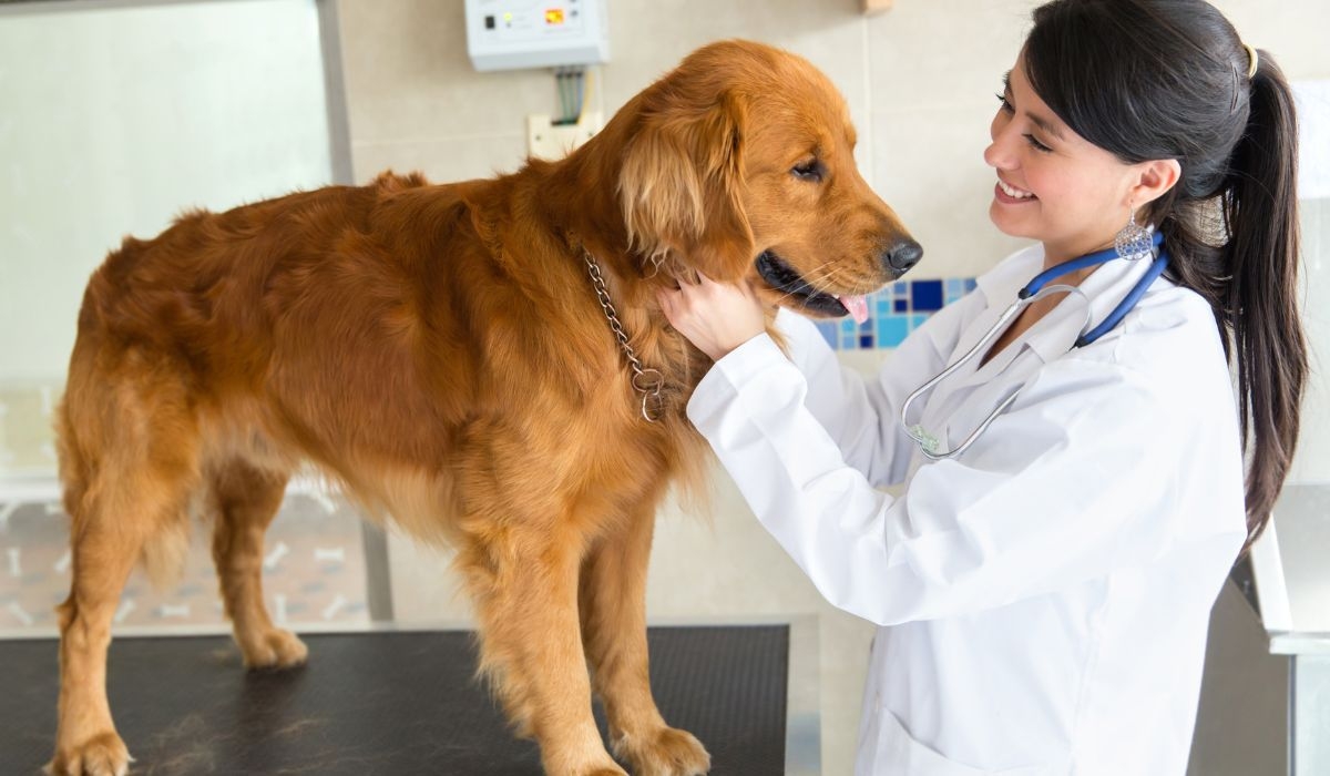 Local vets in Devon